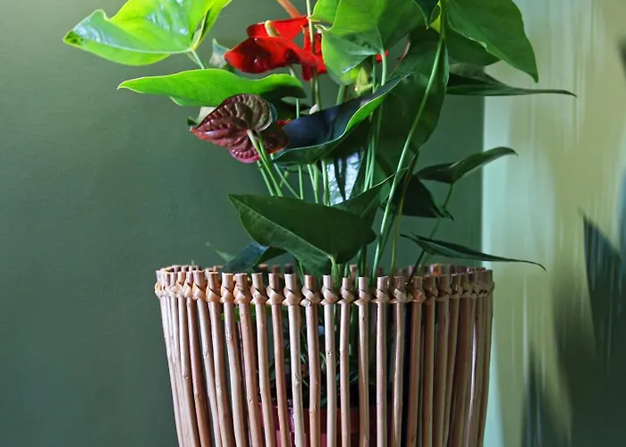 29 Madeira * Funchal (Madeira)