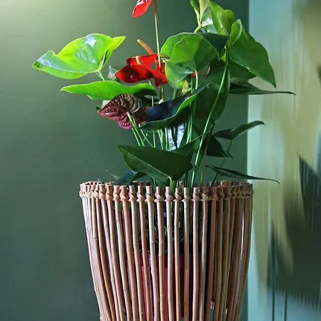 29 Madeira * פונשל